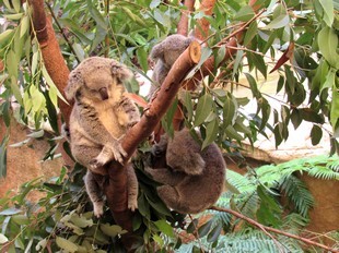 Sydney - Newcastle - Blackbutt Reserve - Koalas