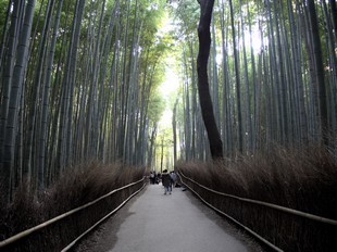 Kyoto - Bambouseraie d'Arashiyama - couloir de bambous