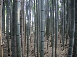 Kyoto - Arashiyama Bamboo Grove