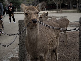 Kyoto - Nara Park - deer