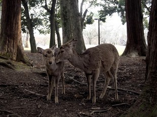Kyoto - Parc de Nara - cerfs