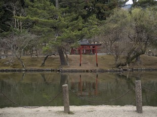 Kyoto - Nara Park - Todai-ji, torii