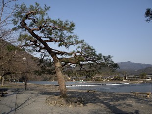 Kyoto - Rivière Katsura - arbre