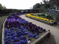 Tokyo - Kamakura - Ile d'Enoshima - jardin de fleurs