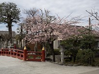 Tokyo - Kamakura - Sanctuaire Tsurugaoka Hachimangu - cerisier en fleur