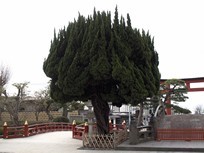 Tokyo - Kamakura - Sanctuaire Tsurugaoka Hachimangu - arbre
