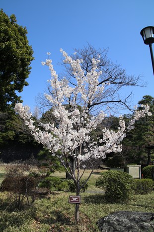 Tokyo - Imperial Palace - cherry blossom tree
