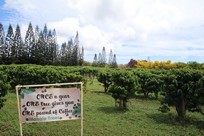 Kauai - Kauai Coffee Company - coffee plantation