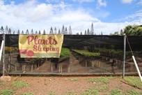 Kauai - Kauai Coffee Company - coffee plants