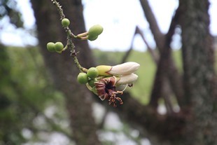 Oahu - Ho'omaluhia Botanical Garden - flowers