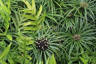 Oahu - Ho'omaluhia Botanical Garden - a plant