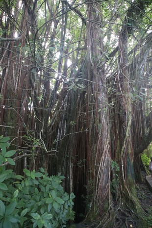 Big Island - Akaka Falls - jungle