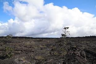 Big Island - Volcanoes National Park - Chain of Craters Road - Mauna Ulu Trailhead, view of the ancient lava flows