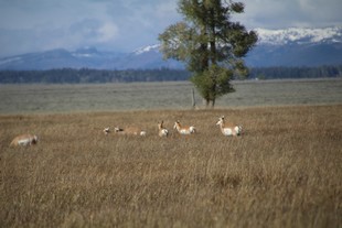 Parc National de Grand Teton - biches