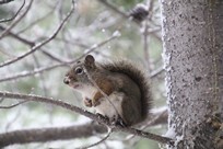 Grand Teton National Park - Taggart Lake - squirrel