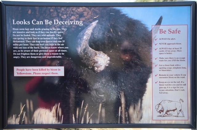 Yellowstone National Park - prévention sur les bisons