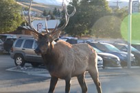 Yellowstone National Park - Wildlife - deer