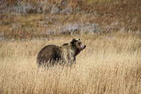 Yellowstone National Park - Wildlife - grizzly bear