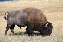 Yellowstone National Park - Wildlife - bison