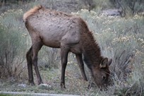 Yellowstone National Park - Wildlife - biche