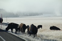 Yellowstone National Park - Wildlife - troupeau de bisons