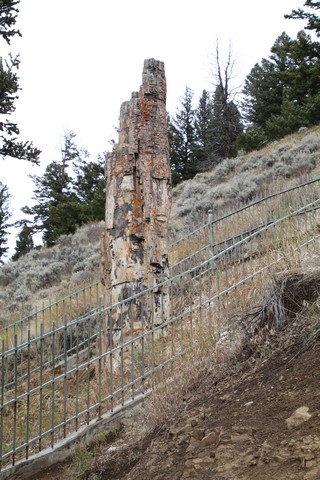 Yellowstone National Park - Tower-Roosevelt - Petrified Tree