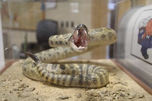 Badlands National Park - Ben Reifel Visitor Center - snake
