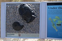 Badlands National Park - Fossil Exhibit Trail - ammonites