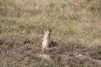 Devils Tower - Prairie Dog Town - prairie dog on the lookout